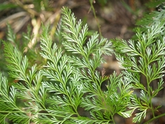Davallia fejeensis