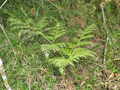 Davallia fejeensis