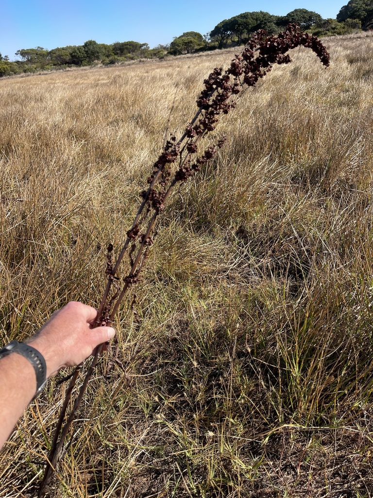 소리쟁이 from Fort Ord National Monument, Salinas, CA, US on 2023년 10월 18일 (수) at 10:21 오전 by Fred Watson · iNaturalist... 