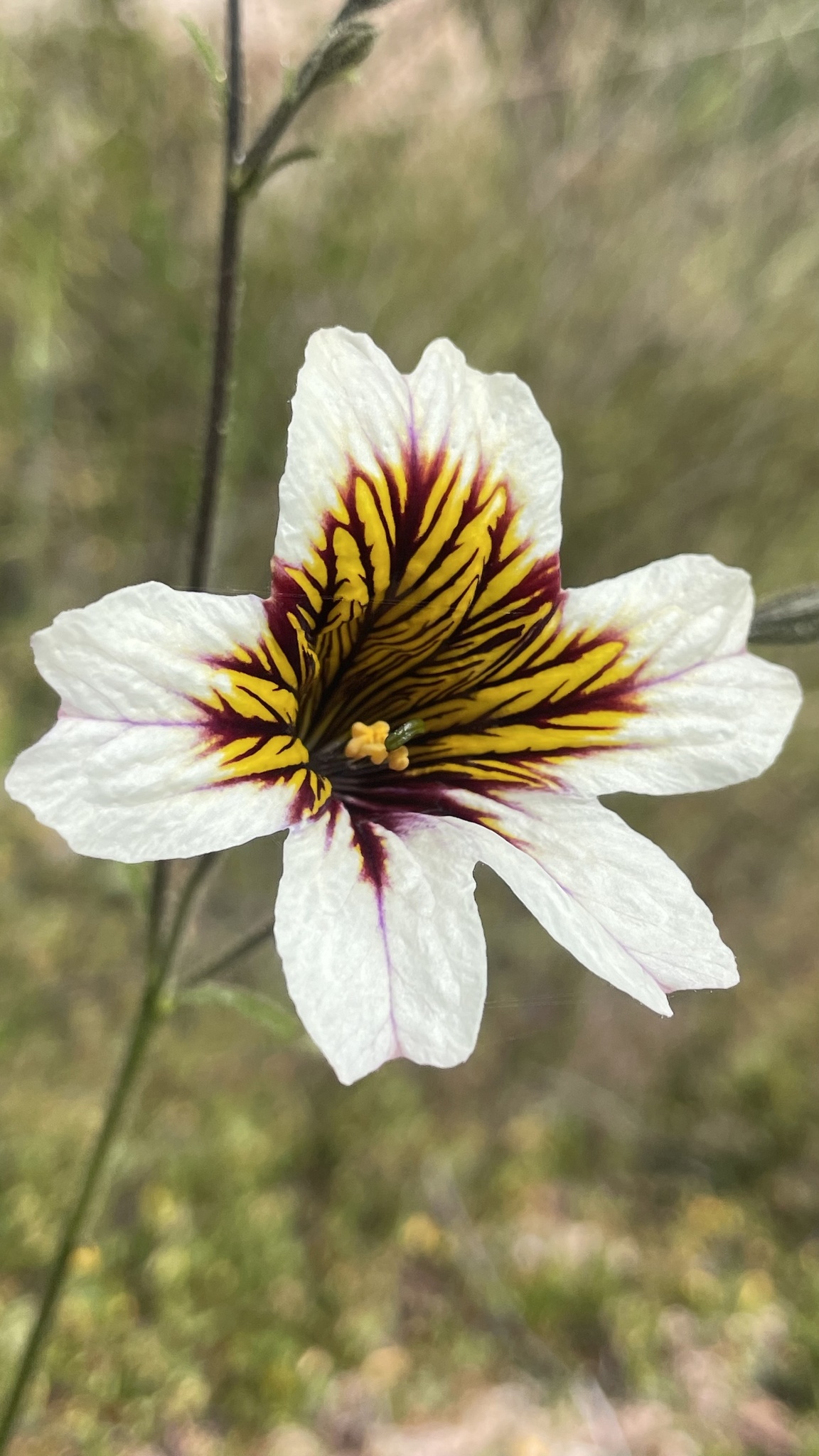 Salpiglossis sinuata