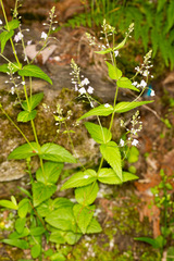 Veronica urticifolia