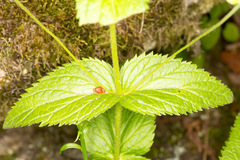 Veronica urticifolia