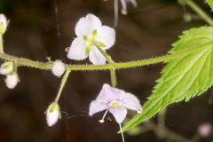 Veronica urticifolia