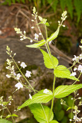 Veronica urticifolia