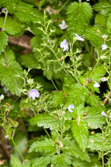 Veronica urticifolia