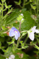 Veronica urticifolia