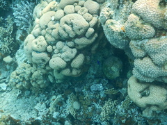 Pseudochromis fridmani