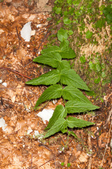 Veronica urticifolia