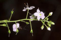 Veronica urticifolia