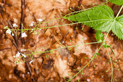 Veronica urticifolia