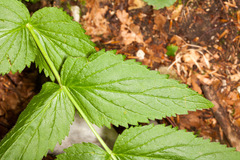 Veronica urticifolia