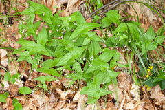Veronica urticifolia