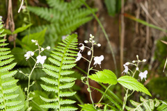 Veronica urticifolia