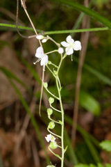Veronica urticifolia