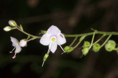 Veronica urticifolia