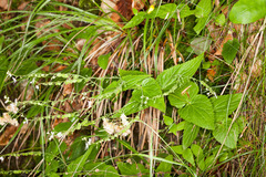 Veronica urticifolia