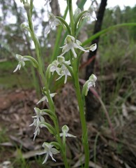 Habenaria halata