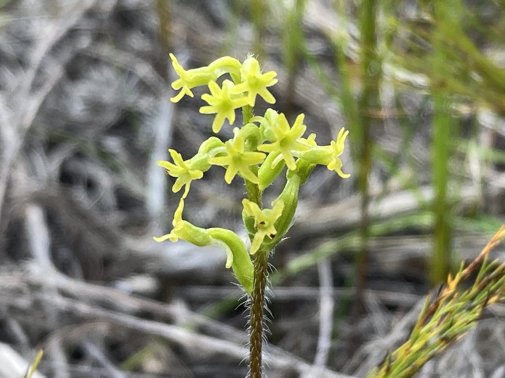Longspur Hair Orchid