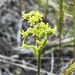 Longspur Hair Orchid - Photo (c) Amy Taylor, some rights reserved (CC BY-NC), uploaded by Amy Taylor