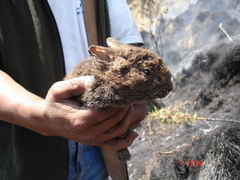 Romerolagus diazi