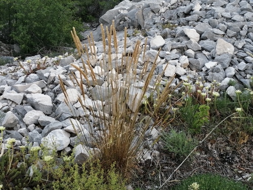 ometlina štíhla (Koeleria macrantha)