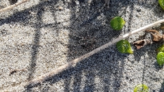 Anoteropsis litoralis