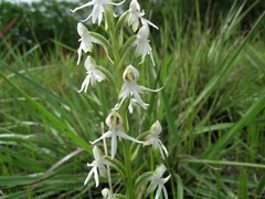 Habenaria halata