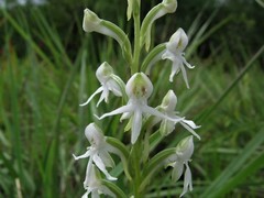 Habenaria halata