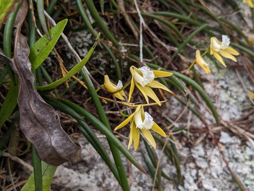 Image of Dendrobium striolatum by (c) Pieter Huybrechts, some rights reserved (CC BY)