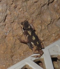 Loveridges Snouted Toad photo 4