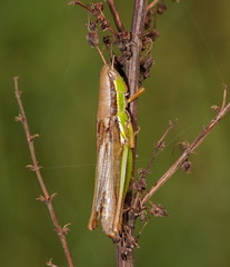 Bermius brachycerus