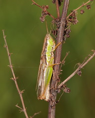 Bermius brachycerus