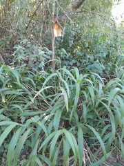 Setaria sulcata, photograph author not stated, no rights reserved