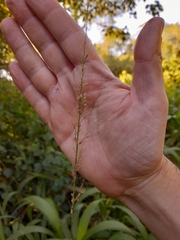 Setaria sulcata, photograph author not stated, no rights reserved