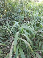 Setaria sulcata, photograph author not stated, no rights reserved