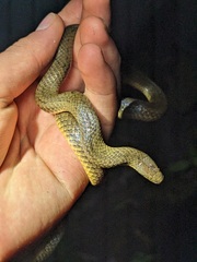 Costa Rica Water Snake photo 2