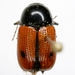 Cryptocephalus pubiventris - Photo (c) Mike Quinn, Austin, TX, some rights reserved (CC BY-NC), uploaded by Mike Quinn, Austin, TX