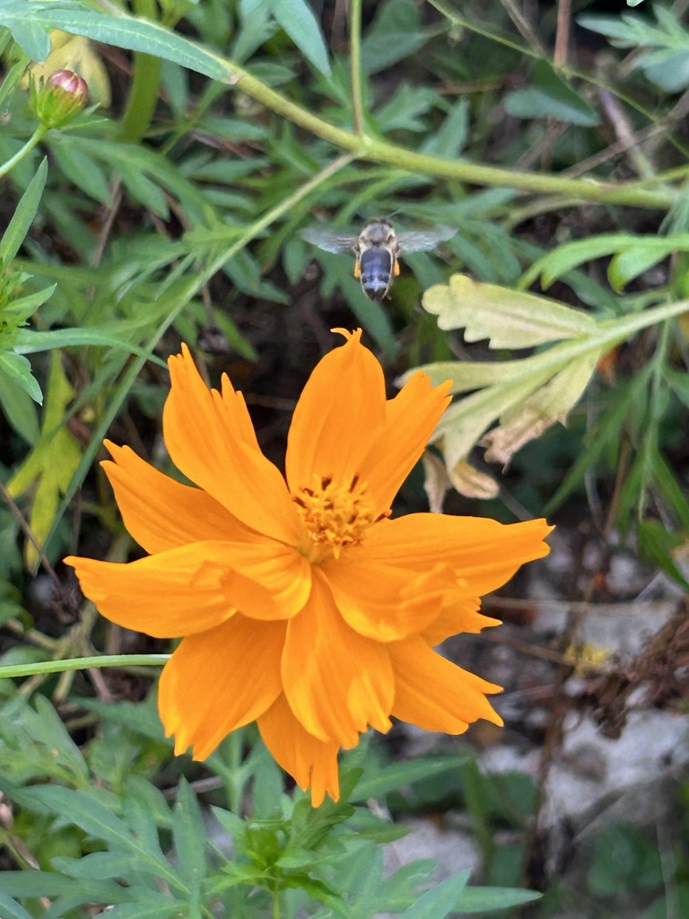 Western Honey Bee from Sam Houston Home (Duck Pond Park), Huntsville, TX, US on 15 October, 2023