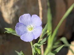 Linum perenne