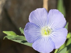 Linum perenne