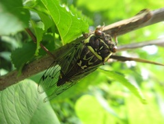 Auritibicen bihamatus