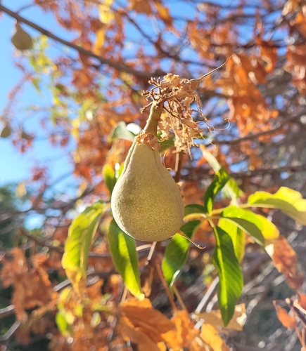 iNaturalist observation photo of California buckeye