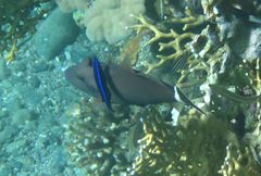 Larabicus quadrilineatus