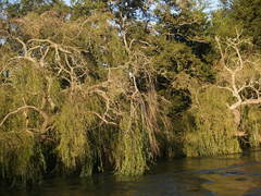 Salix babylonica — photo 2