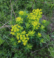 Euphorbia semivillosa