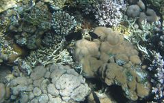 Pomacentrus albicaudatus