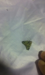 Ichneutica chlorodonta