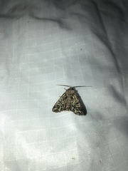 Ichneutica chlorodonta