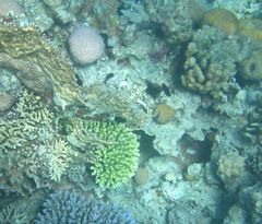 Pycnochromis dimidiatus