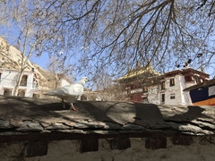 Columba livia domestica